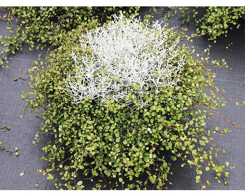 Rostlina Muehlenbeckia s keřem Leucophyte