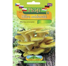 Balení semen hlívy miskovité