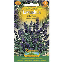 Levandule lékařská 'Lavandula angustifolia' 