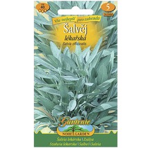 Balíček semen šalvěje pro zahradu