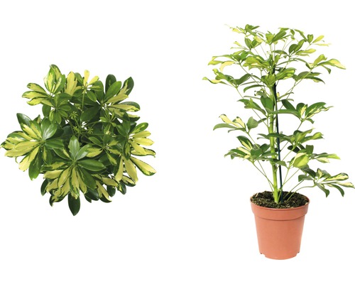 Šeflera dlanitolistá FloraSelf Schefflera arboricola 'Gerda' 45-55 cm Ø 13 cm květináč