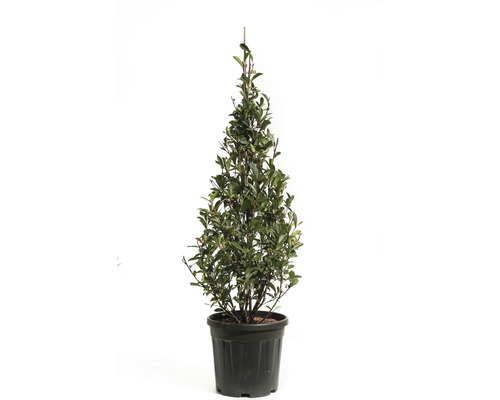 Blýskalka FloraSelf Photinia fraseri 'Robusta Compacta' 100-125 cm květináč 20 l Vavřín v květináči pro zahradu