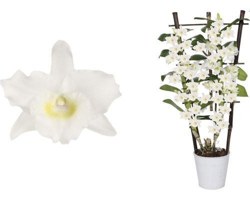 Dendrobie/stromobytec na špalíru FloraSelf Dendrobium nobile 55-70 cm květináč Ø 12 cm