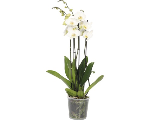 Motýlí orchidej bílá FloraSelf Phalaenopsis hybrid výška 70-80 cm květináč Ø 17 cm 4 výhony