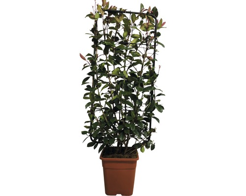 Na obrázku je popínavá rostlina s oporou v květináči.