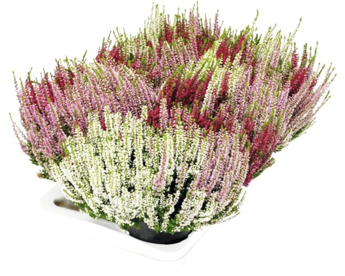 Calluna vulgaris Vřes obecný v misce