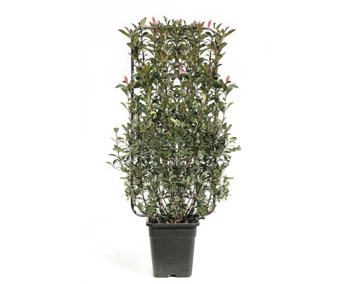 Blýskavka na mřížce FloraSelf Photinia x fraseri 110 x 50 cm květináč 18 l 1 ks, různé druhy