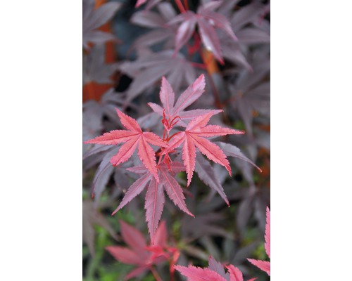 Javor dlanitolistý červený Acer palmatum 'Pixie' výška 40-60 cm květináč 4 l Detailní záběr listů javoru