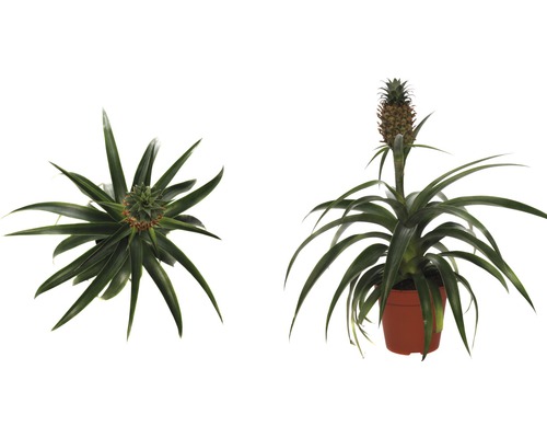 Okrasná rostlina ananas v květináči, dva pohledy