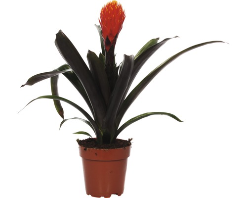Bromélie FloraSelf Guzmania x hybrid 'Tala' výška 45-55 cm květináč Ø 12 cm Květina bromélie v květináči