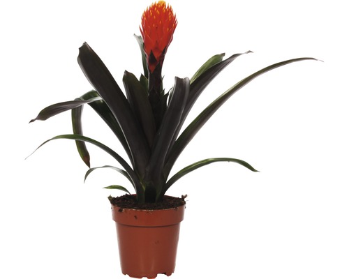 Bromélie FloraSelf Guzmania x hybrid 'Tala' výška 45-55 cm květináč Ø 12 cm