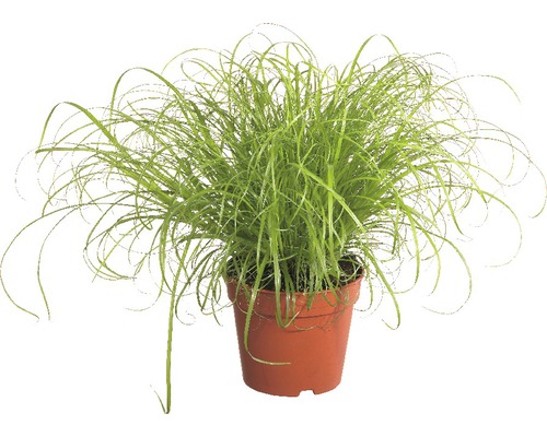 Kočičí tráva PetSnack FloraSelf Cyperus alternifolius 'Zumula' 15-25 cm květináč Ø 12 cm