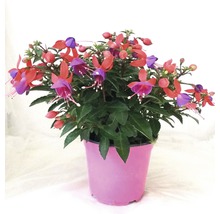 Fuchsie FloraSelf Fuchsia kultivar květináč Ø 14 cm 1 ks, různé druhy