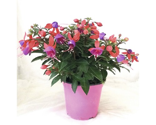 Fuchsie FloraSelf Fuchsia kultivar květináč Ø 14 cm 1 ks, různé druhy