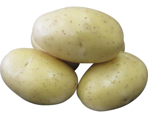 Sazečka a sadbové brambory