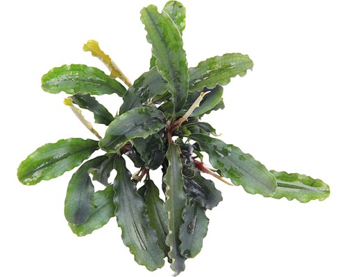 Bucephalandra s vlnitými listy – Bucephalandra pygmaea 'Bukit Kelam' květináč Kompaktní vodní rostlina se zvlněnými listy pro akvária