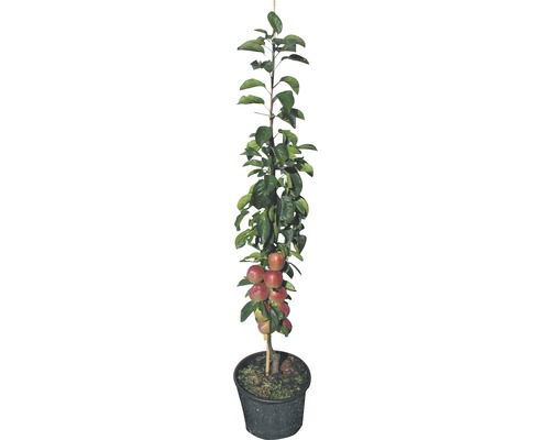 Jabloň v květináči s ovocem a listím