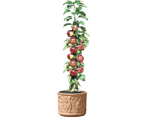 Sloupovitá jabloň v květináči s reliéfní dekorací
