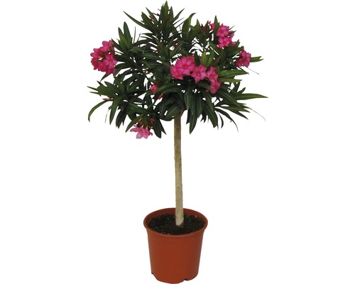 Oleandr na kmínku FloraSelf Nerium oleander výška 60-80 cm květináč Ø 20 cm