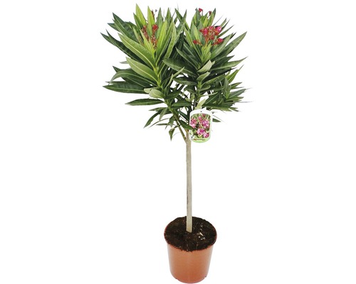 Oleandr na kmínku FloraSelf Nerium oleander výška 60-80 cm květináč Ø 20 cm