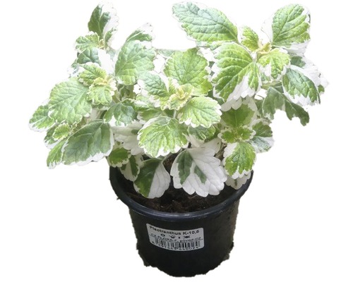 Plectranthus v květináči se zeleno-bílými listy