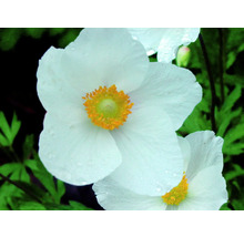 Sasanka hupejská FloraSelf Anemone hupehensis var. japonica 'Splendens' 5-40 cm květináč 0,5 l