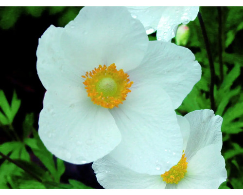 Detailní pohled na bílou květinu sasanky hajní se žlutým středem