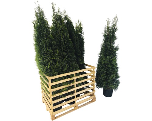 Několik rostlin Thuja Smaragd v dřevěném rámu a jedna rostlina vedle