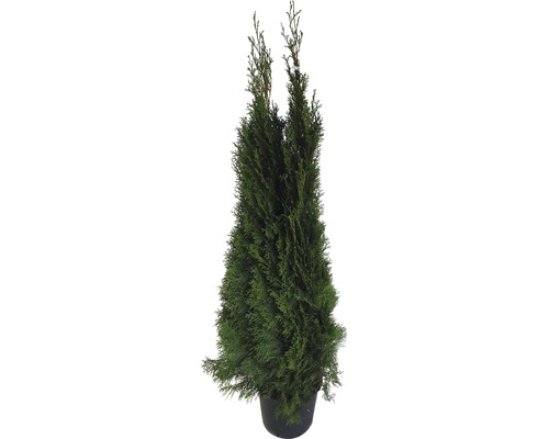 Sloupovitý cypřiš v květináči do zahrady