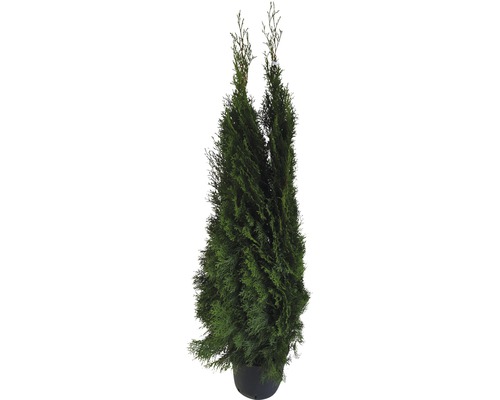 Thuja jako zahradní rostlina v květináči