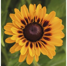 Detail květu Rudbeckie