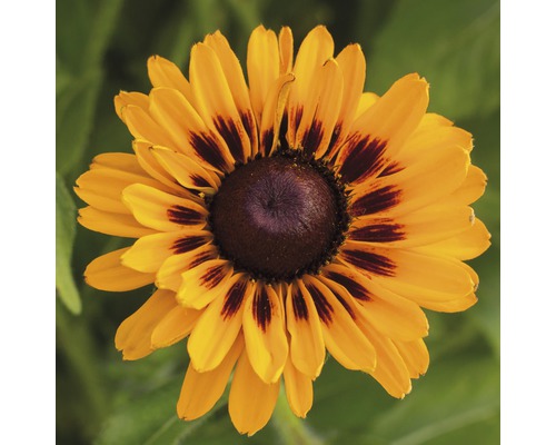 Třapatka mix FloraSelf Rudbeckia x hybrid výška 30-40 cm květináč 5 l 1 ks, různé druhy