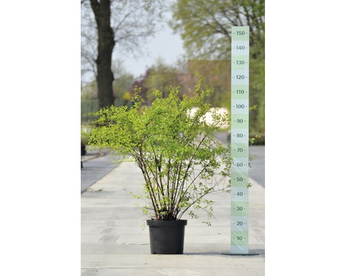 Tavolník van Houtteův FloraSelf Spiraea vanhouttei výška 40-60 cm květináč 10 l Žlutá svída v květináči s výškovou indikací