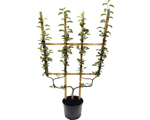 Jabloň sloupovitá v květináči