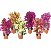 Bugenvilea na mřížce mix FloraSelf Bougainvillea glabra výška 50 cm květináč Ø 14 cm 1 ks, různé barvy
