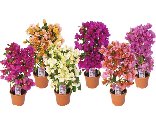 Bugenvilea na mřížce mix FloraSelf Bougainvillea glabra výška 50 cm květináč Ø 14 cm 1 ks, různé barvy Bugenvilea na mřížce mix FloraSelf Bougainvillea glabra výška 50 cm květináč Ø 14 cm 1 ks, různé barvy
