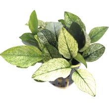 Anubias barteri trpasličí forma v květináči