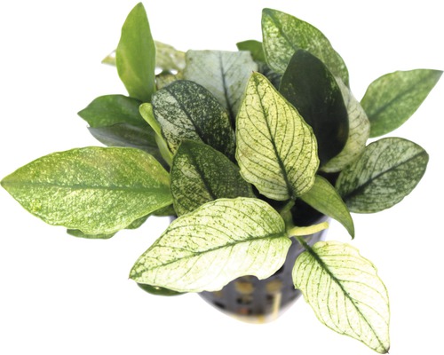 Vodní rostlina Anubias nana ´Pinto´ Anubias barteri trpasličí forma v květináči