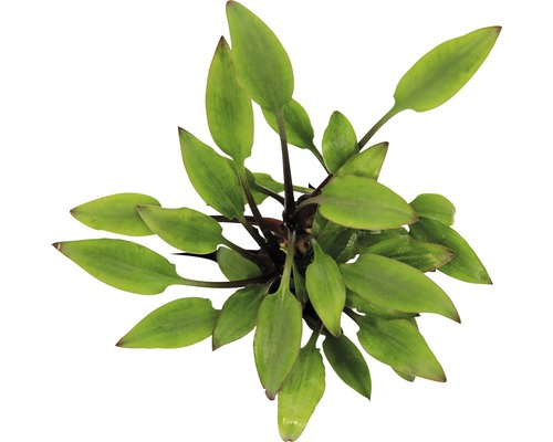 Vodní rostlina Cryptocoryne lutea ´Hobbit´ Vodní rostlina se zelenými listy
