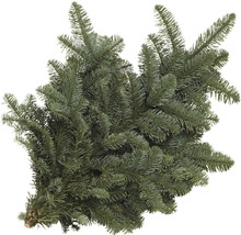 Větev jedle kavkazské k zapíchnutí