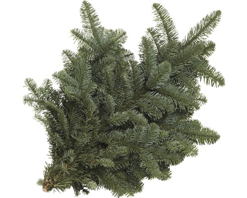 Větev jedle kavkazské k zapíchnutí