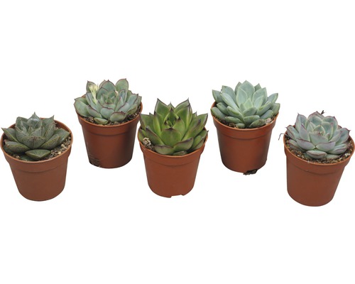 Pět sukulentů v květináčích