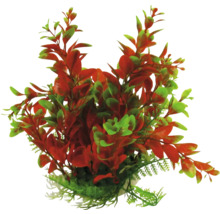 Dekorativní akvarijní rostlina s červenými a zelenými listy.
