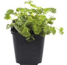 Pelargónie v černém květináči