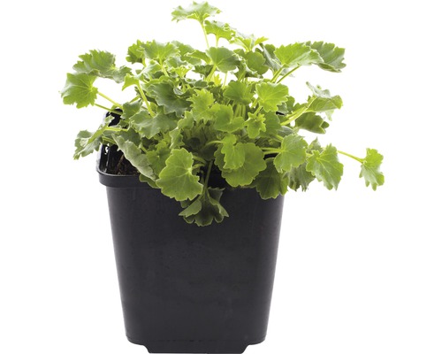 Pelargónie v černém květináči