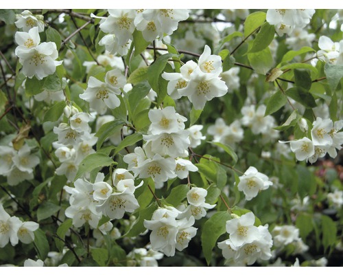 Pustoryl, jasmín zahradní, jasmín vonný Philadelphus 'Natchez' výška 80-100 cm květináč 10 l