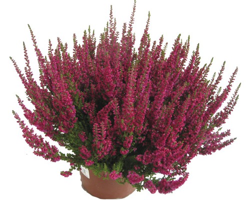 Vřesovec pleťový FloraSelf Erica carnea květináč Ø 10,5/11 cm, 1 ks různé druhy Vřes obecný v květináči