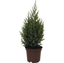 Sloupovitý jalovec FloraSelf Juniperus chinensis 'Stricta' výška 20–30 cm, kontejner 2 l