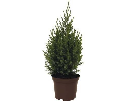 Sloupovitý jalovec FloraSelf Juniperus chinensis 'Stricta' výška 20–30 cm, kontejner 2 l Sloupovitý jalovec FloraSelf Juniperus chinensis 'Stricta' výška 20–30 cm, kontejner 2 l
