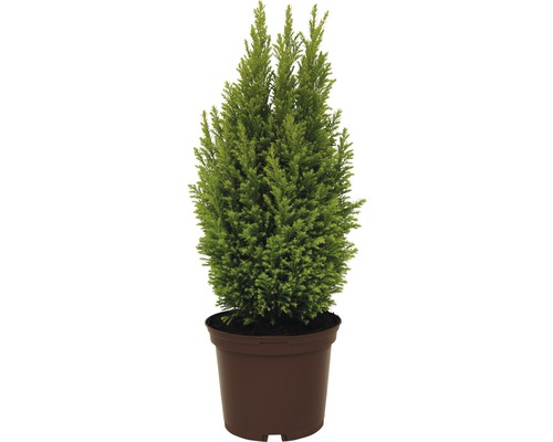 Cypřiš v květináči v sadbovači